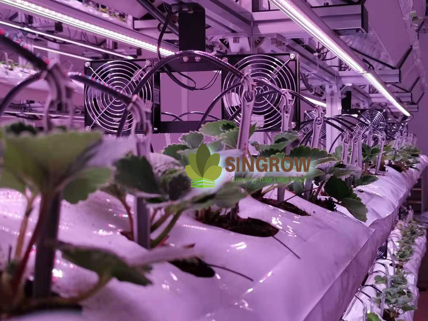 Arianetech client_singrow strawberry indoor farm3